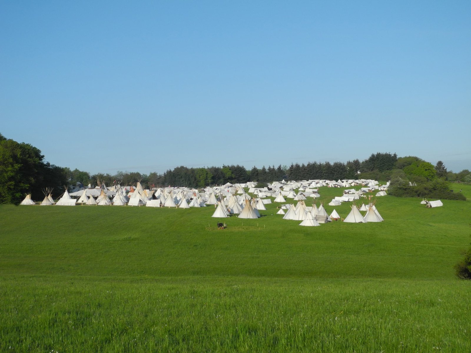 Weites Tipi-Lager mit zahlreichen weißen Tipis auf einer grünen Wiese
